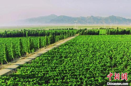 新疆兵团葡萄酒产业的快速发展，不仅得益于良好的生态环境以及得天独厚的自然条件。　史玉江 摄