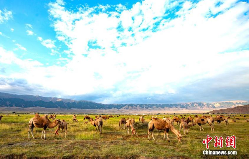 新疆巴里坤草原现“风吹草低见牛羊”景观