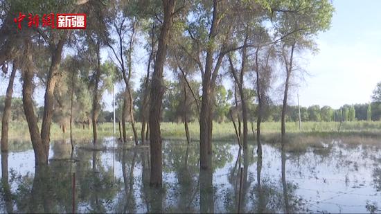 新疆叶尔羌河洪水变“生态水”