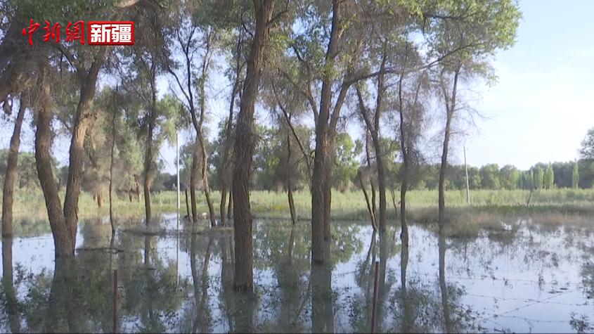 新疆葉爾羌河洪水變“生態水”