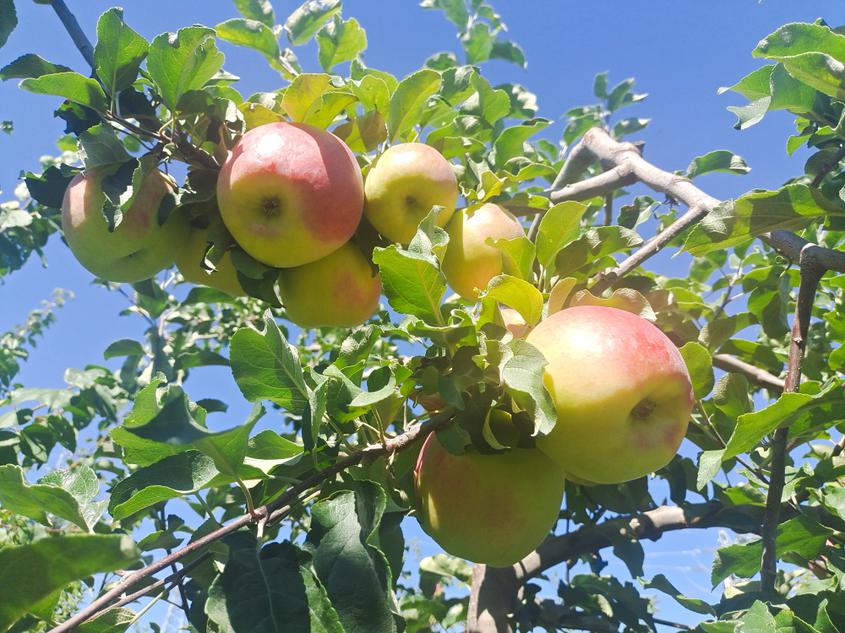 新疆察布查尔县苹果丰收 采摘将持续至10月底结束