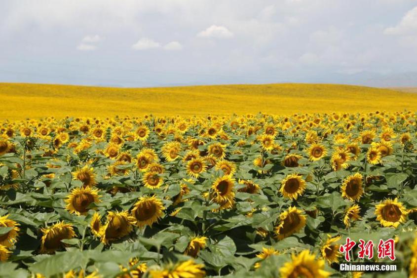 More than 3,000 hectares of sunflowers are in full bloom in midsummer in Zhaosu County, Kazak Autonomous Prefecture of Ili, northwest China's Xinjiang Uyghur Autonomous Region. (Photo: China News Service/Li Wenwu)

