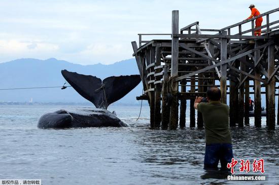 当地时间8月2日，印度尼西亚东爪哇省，一头抹香鲸在布兰南海滩搁浅，全身受伤，最终死亡。