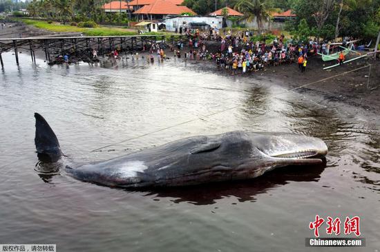 当地时间8月2日，印度尼西亚东爪哇省，一头抹香鲸在布兰南海滩搁浅，全身受伤，最终死亡。