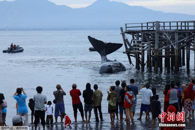 印尼海灘一頭抹香鯨擱淺 因全身受傷最終死亡