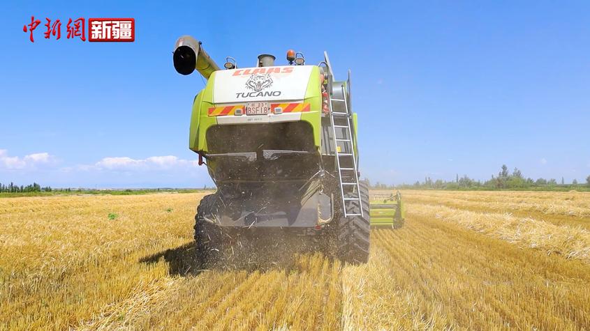 新疆阿勒泰市2万余亩小麦开镰收割
