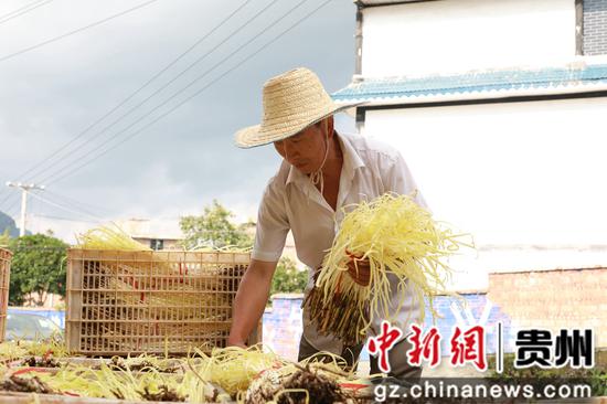 贵州织金：“黄金产业”助农增收