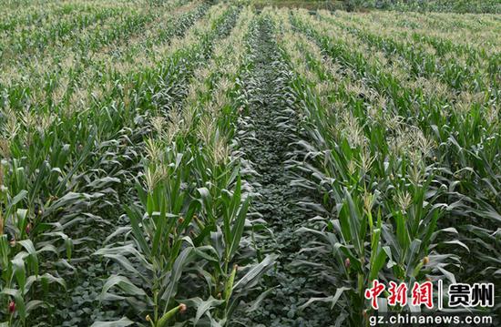 图为织金县化起镇九甲村即将收成的大豆玉米。秦海艳 摄