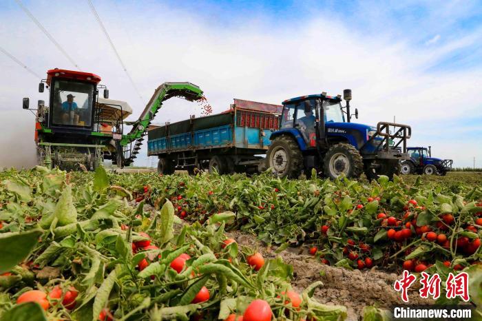 8月6日，大馬力番茄機械采收機正在田間作業，將一顆顆紅燦燦的番茄吸進拖拉機車上?！●T波 　攝