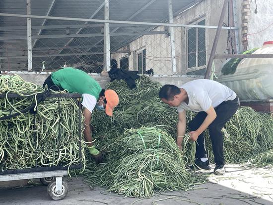 克孜勒鄉豇豆加工廠，員工正在分揀豇豆