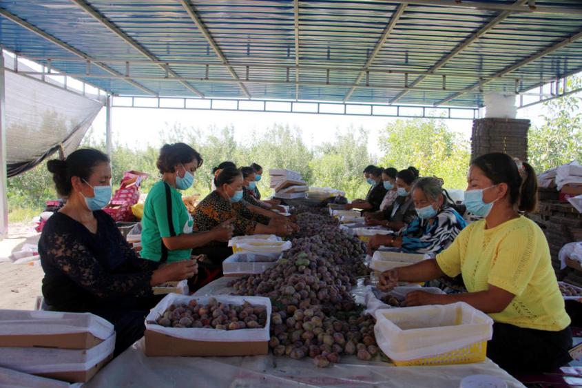 新疆阿瓦提縣：西梅豐收