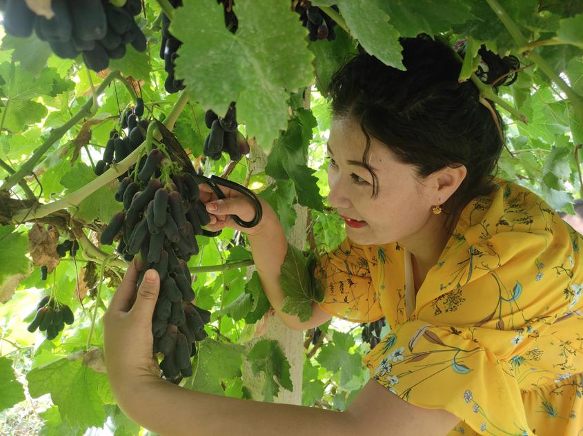 新疆“藍寶石”葡萄即將甜蜜上市