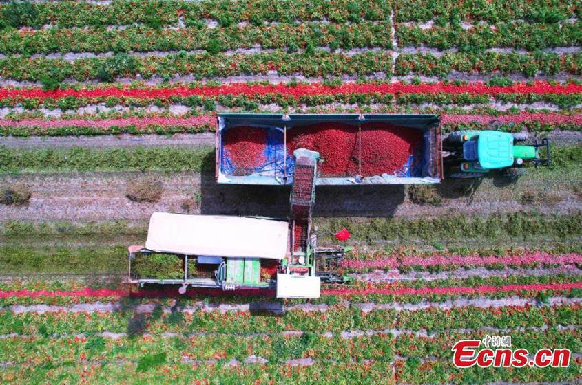 A harvester collects tomatoes at a plantation base of the Xinjiang Production and Construction Corps, northwest China's Xinjiang Uyghur Autonomous Region, Aug. 6, 2022. Tomatoes in Xinjiang have entered the harvest season since July. (Photo: China News Service/Feng Bo)