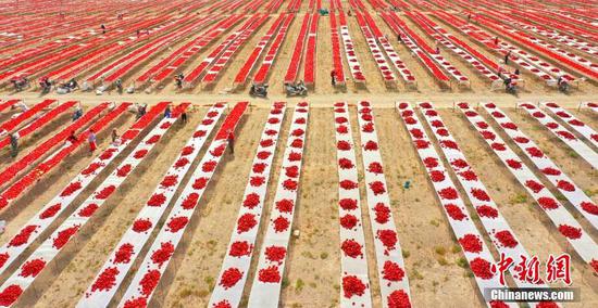 初秋新疆兵團焉耆墾區戈壁灘上一片紅