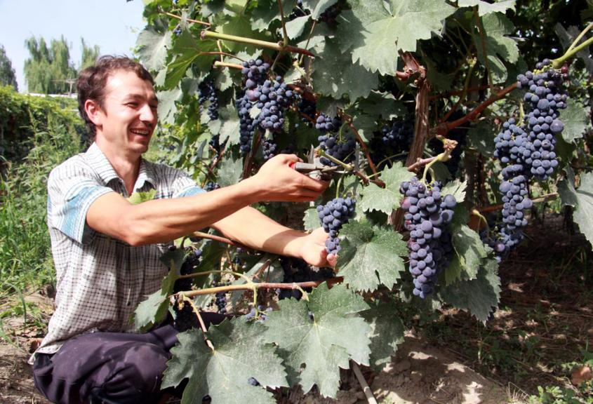 新疆阿瓦提縣：葡萄豐收