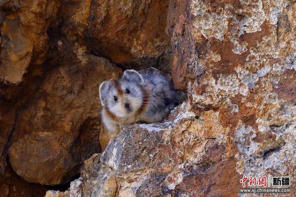 2022年8月7日，伊犁鼠兔保護志愿團隊，在天山山脈精河縣區域吉普克山區等地開展伊犁鼠兔保護和監測工作時拍攝到伊犁鼠兔。田向東 攝


