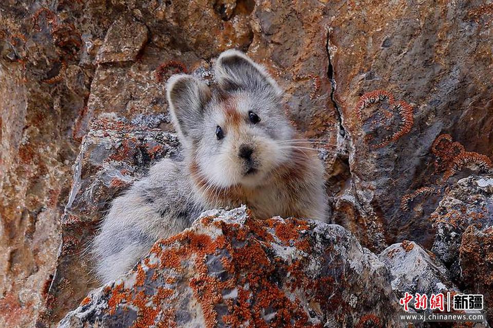 2022年8月7日，伊犁鼠兔保護志愿團隊，在天山山脈精河縣區域吉普克山區等地開展伊犁鼠兔保護和監測工作時拍攝到伊犁鼠兔。田向東 攝


