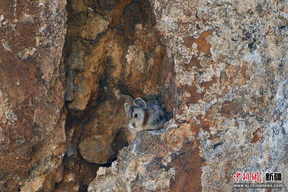 2022年8月7日，伊犁鼠兔保护志愿团队，在天山山脉精河县区域吉普克山区等地开展伊犁鼠兔保护和监测工作时拍摄到伊犁鼠兔。田向东 摄

