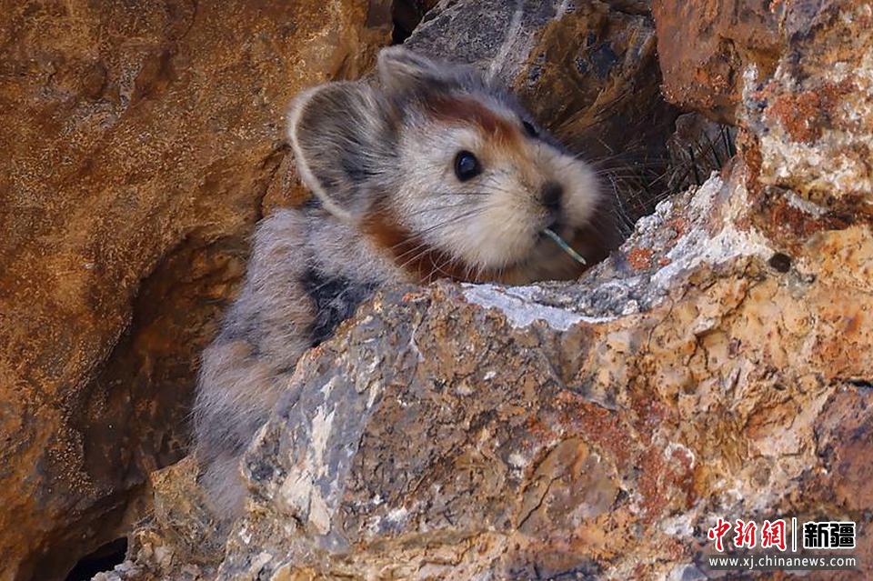 2022年8月7日，伊犁鼠兔保護志愿團隊，在天山山脈精河縣區域吉普克山區等地開展伊犁鼠兔保護和監測工作時拍攝到伊犁鼠兔。田向東 攝
