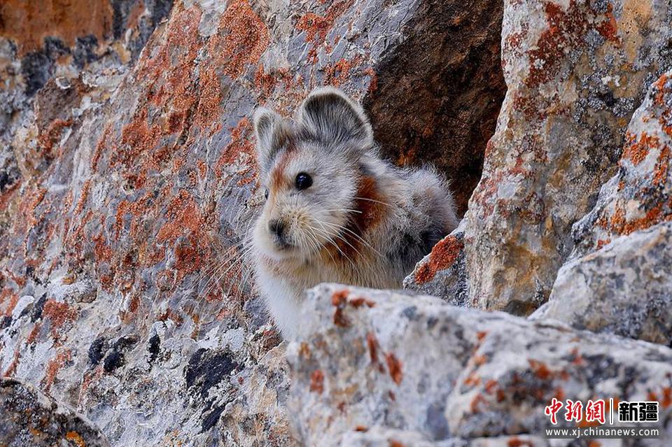 2022年8月7日，伊犁鼠兔保护志愿团队，在天山山脉精河县区域吉普克山区等地开展伊犁鼠兔保护和监测工作时拍摄到伊犁鼠兔。田向东 摄
