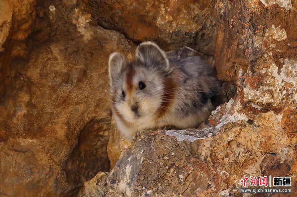 2022年8月7日，伊犁鼠兔保护志愿团队，在天山山脉精河县区域吉普克山区等地开展伊犁鼠兔保护和监测工作时拍摄到伊犁鼠兔。田向东 摄

