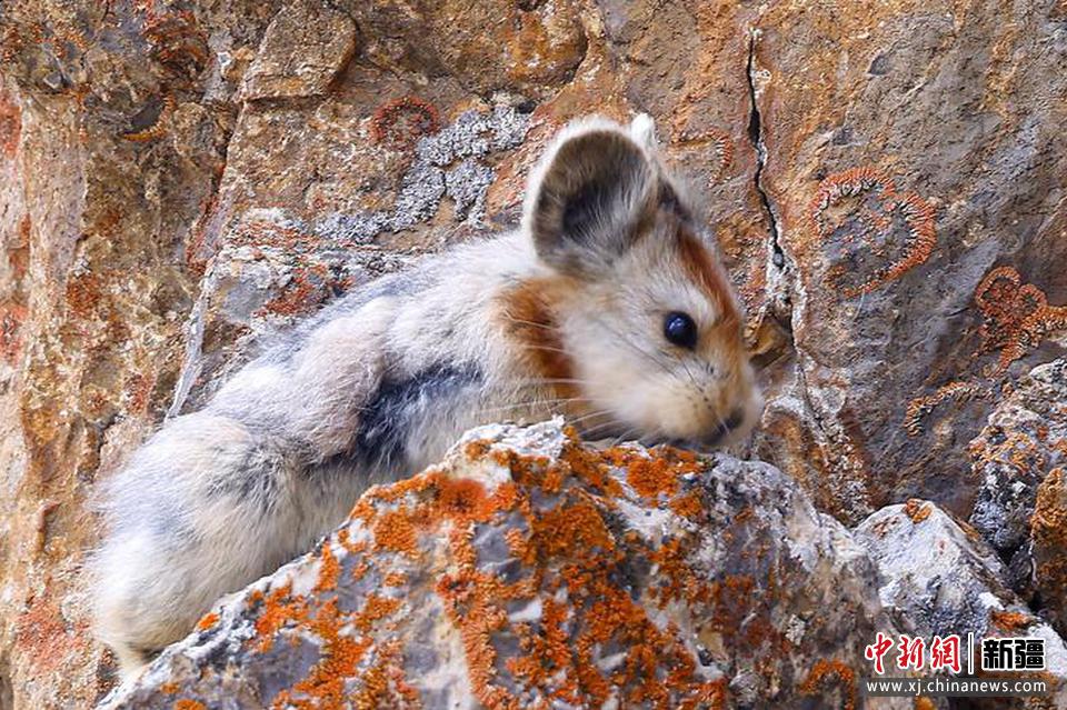 2022年8月7日，伊犁鼠兔保護志愿團隊，在天山山脈精河縣區域吉普克山區等地開展伊犁鼠兔保護和監測工作時拍攝到伊犁鼠兔。田向東 攝


