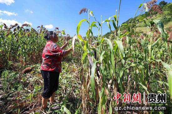 贵州桐梓14.8万亩有机高粱进入采收季