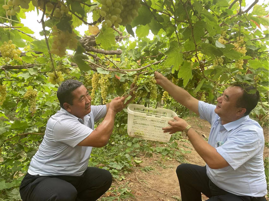 图为吐鲁番市农信社信贷人员<右一>在葡萄种植园内与农户一起采摘葡萄。 肖博 摄