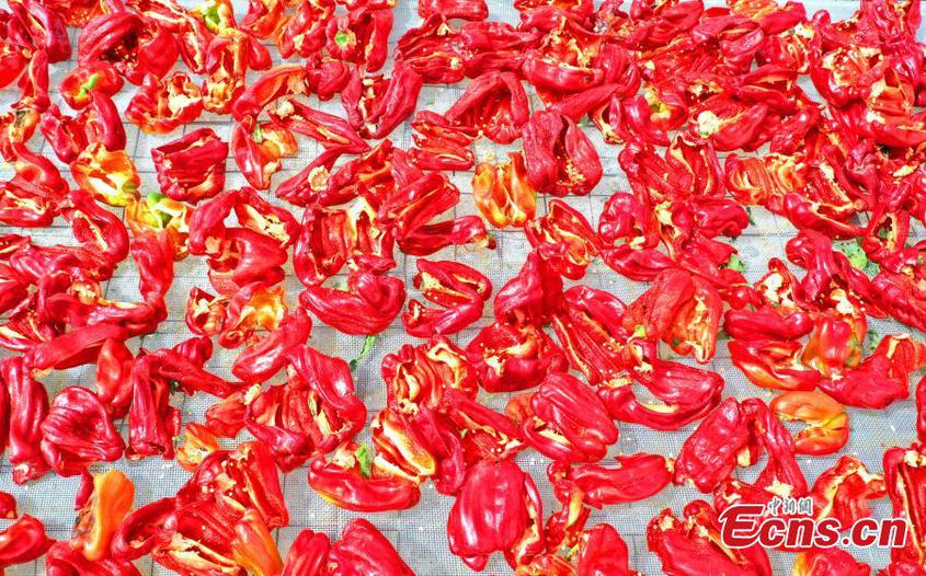 Red chili peppers spread on ground for air-drying at the Xinjiang Production and Construction Corps, northwest China's Xinjiang Uyghur Autonomous Region, Aug. 9, 2022. (Photo: China News Service/Bai Kebin)


