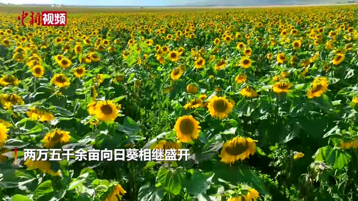 新疆二萬余畝向日葵花盛開