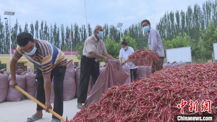 “订单销售+合同种植”为新疆伽师县群众“辣”出一条产业路