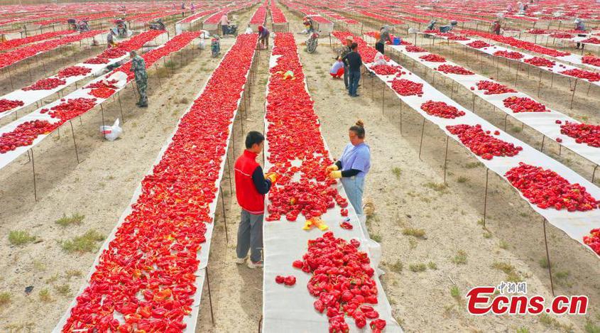 Local farmer dry the red chili peppers at the Xinjiang Production and Construction Corps, northwest China's Xinjiang Uyghur Autonomous Region, Aug. 9, 2022. (Photo: China News Service/Bai Kebin)

