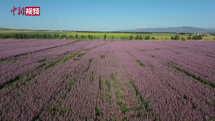 新疆：三千畝香紫蘇盛開