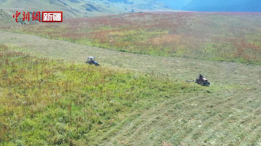 新疆鞏留縣：四百萬畝天然草場迎來收割季