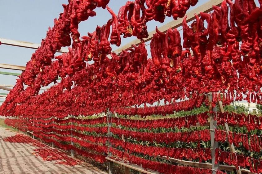 新疆焉耆辣椒迎來紅紅火火的豐收景象