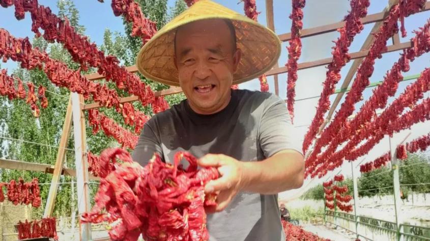焉耆盆地的红辣椒个大、色泽鲜艳。