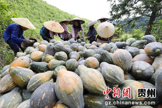 锦屏县大同乡八河村的香芋南瓜种植基地村民正在搬运香芋南瓜