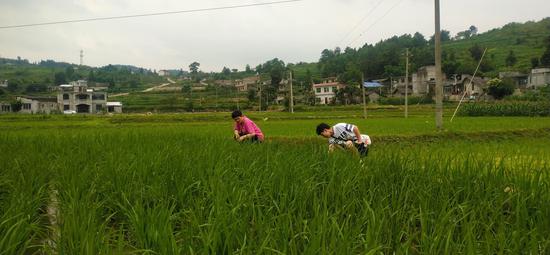 柳塘镇农技人员在桃元社区察看水稻病虫害防治情况