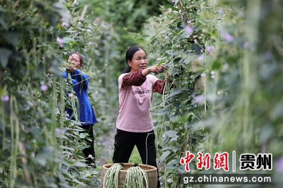 锦屏县平秋镇更豆村的豇豆种植基地里村民们正在采摘豇豆