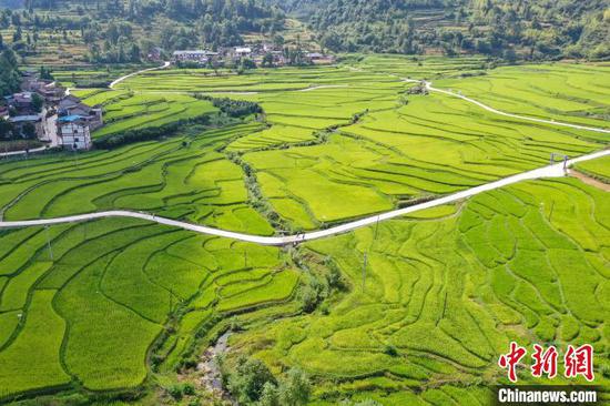 8月16日，贵州余庆，航拍石印有机稻米生产基地。　瞿宏伦　摄