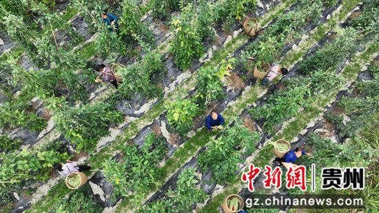 锦屏县平秋镇更豆村的豇豆种植基地里村民们正在采摘豇豆