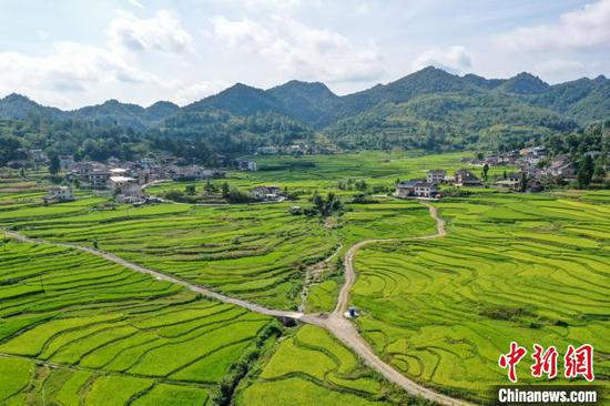 8月16日，贵州余庆，航拍石印有机稻米生产基地。　瞿宏伦 摄