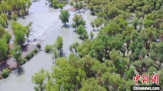 新疆引洪灌溉為胡楊林“解渴”