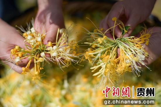 村民在绥阳县小关乡辅乐村金银花种植基地分拣金银花。