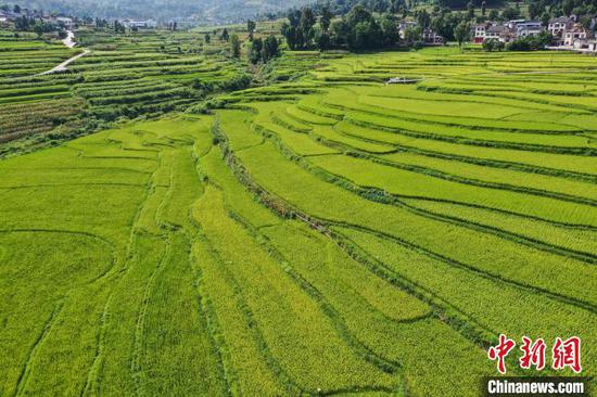 8月16日，贵州余庆，航拍石印有机稻米生产基地。　瞿宏伦 摄