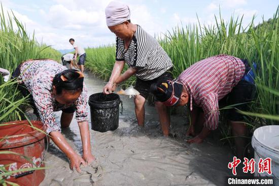 剑河县柳川镇镇江村村民在稻田中捕捞稻花鱼。　杨家孟　摄