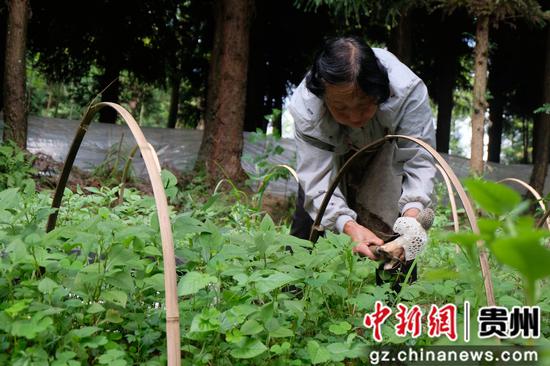 贵州织金：林下竹荪迎丰收