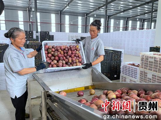 2022年“贵果百香·领鲜味来”中国（从江）百香果产业发展主题论坛举行