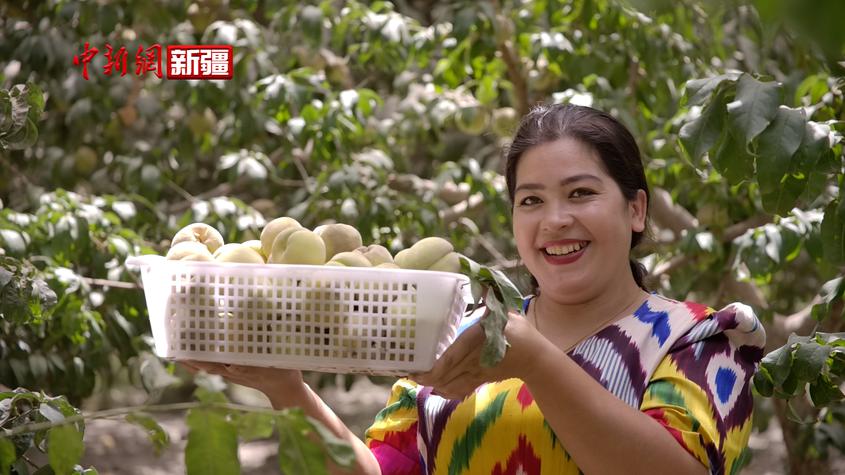 新疆和田市：鮮桃喜豐收 助力民眾增收