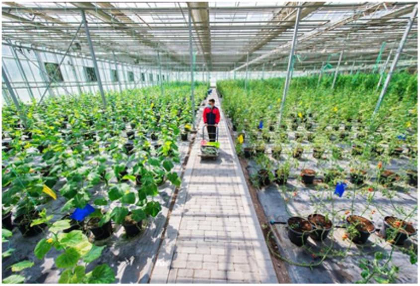 　　昌吉国家农业高新技术产业示范区新疆农业博览园果蔬采摘馆，员工在采摘无土栽培有机西红柿。何龙 文/图

